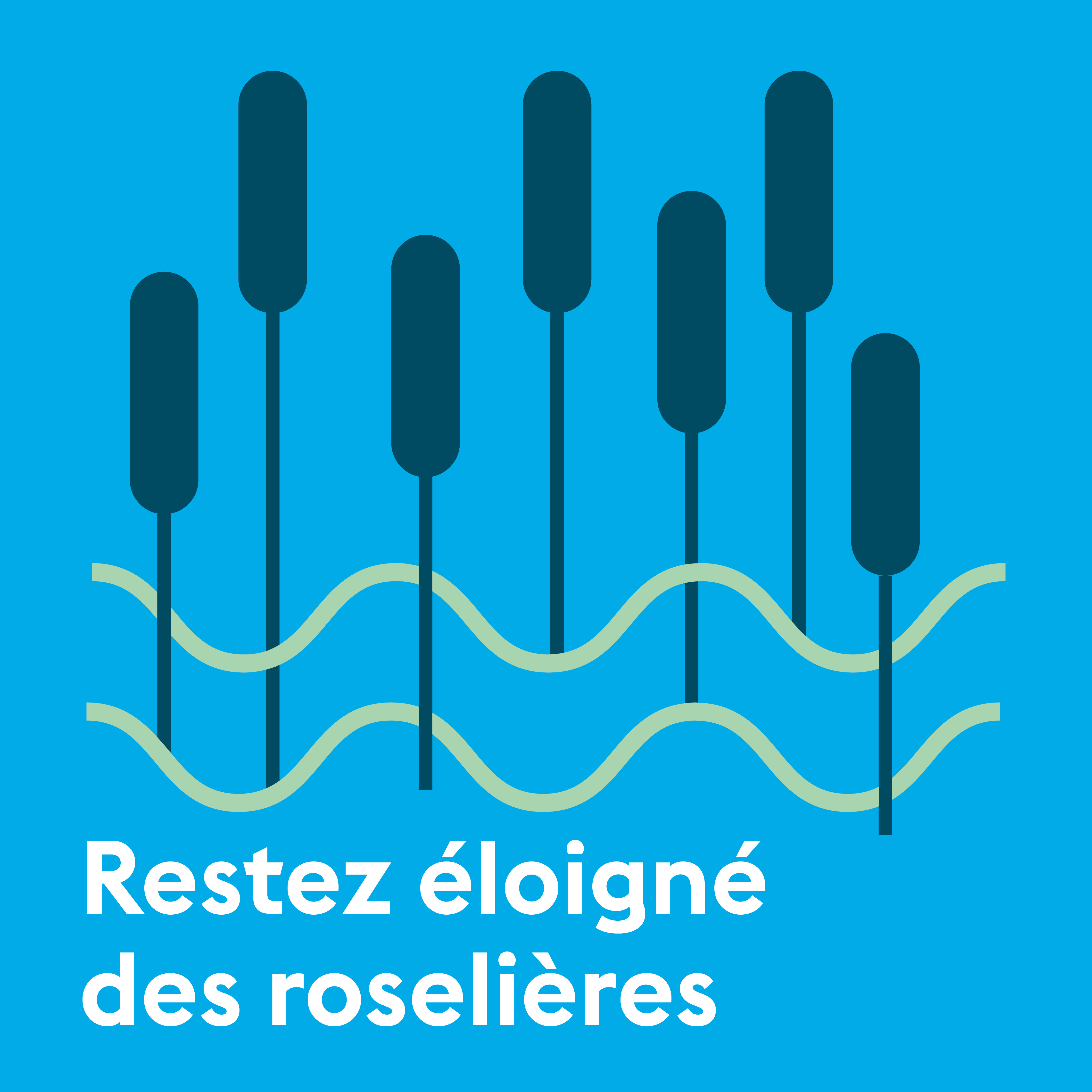 Restez éloigné des roselières