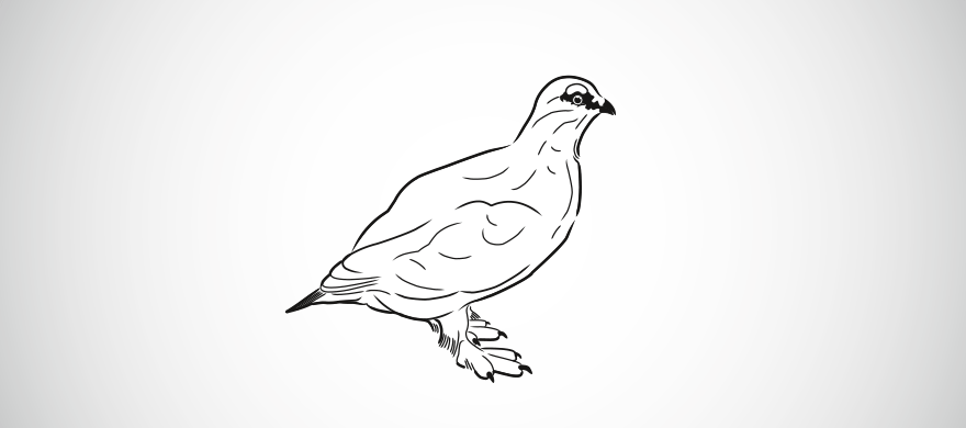 Auerhuhn