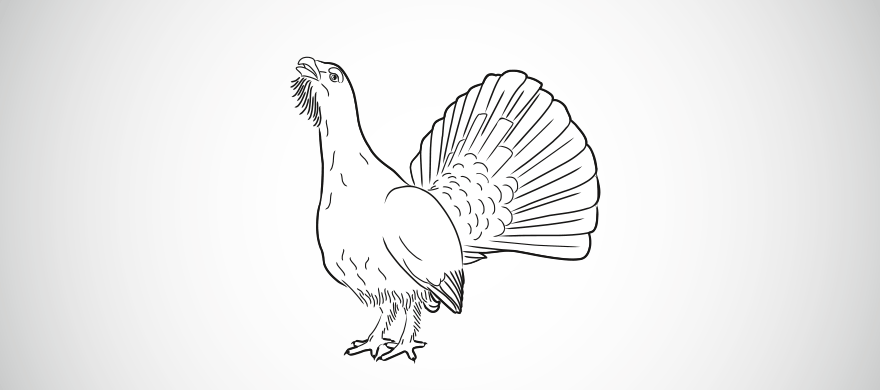 Le grand tétras (Tetrao urogallus)