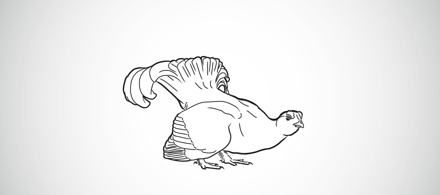 Le tétras lyre (Tetrao tetrix)