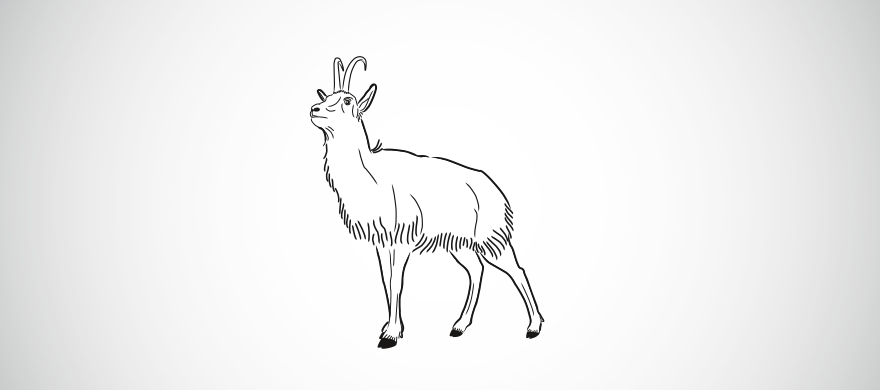 Le chamois (Rupicapra rupicapra)
