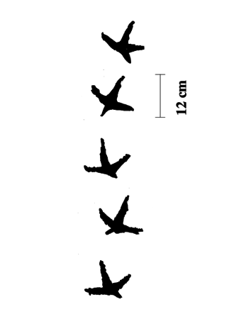 Auerhuhn Fährte