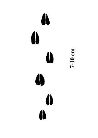 Rothirsch Fährte
