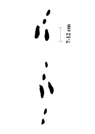 Schneehase Fährte
